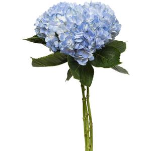 Floral Blue Hydrangea 3 Stem, 1 Ea