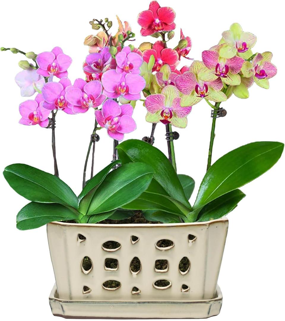 W&W Orchid Pot with Holes and Saucer for Repotting and Better Grow, Cream White, 9.7 Inches