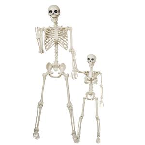 5.4Ft & 3Ft Skeleton for Halloween Decoration