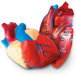 Learning Resources Cross-Section Human Heart Model - Practice Anatomy, Cardiology Artery and Veins Study Tools, Classroom Must Haves, STEM Student Essentials, Back to School Supplies for Teachers