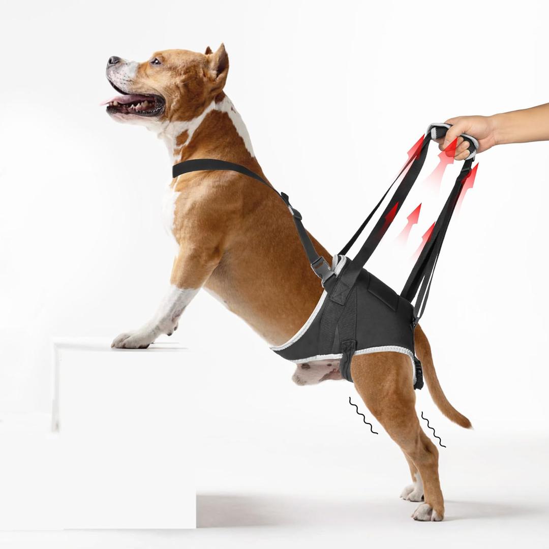 Dog Hip Support Brace - for Surgery Rehabilitation and Mobility Aid, Rear Leg Lift Harness for Dogs, Comes with Chest Stabilizing Straps, Upgraded Adjustable Elastic and Buckles, M (Black)