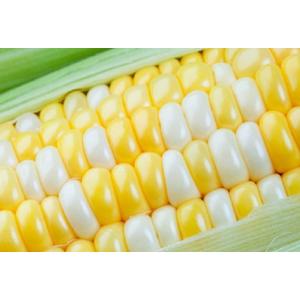 Peaches and Cream Sweet Corn Seeds 250+ Seeds