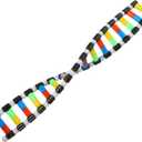 VOSAREA DNA Model Double Helix Model DNA Display Component for Science Teaching Display
