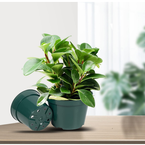 6 inch Nursery Pot Plant Grow Sturdy Flower pots in Bulk Price 20P Green