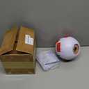 Human Eye Anatomy Model 6X Enlarged, Anatomical Eyeball Model with Removable Stand, Eye Model for Science Classroom Study Display Medical Education