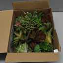 Succulents Plants Artificial 28 Pcs Realistic Premium Fake Succulents Faux for Indoor Outdoor UV Resistant DIY Home Office Decor