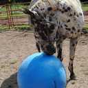 Horsemen's Pride 30-Inch Mega Ball for Horses, Blue