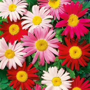 8 x 1000+ Pyrethrum Tanacetum Chrysanthemum Seeds - Pyrethrum Tanacetum Coccineum - Perennial Flower (EXP 03/01/27)