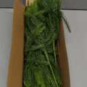 Palonu 12Pcs Christmas Norfolk Pine Branch, 18 Inches Lifelike Artificial Christmas Green Plants Branch Faux Greenery Stem for Vase DIY Crafts Xmas Garland Wreath Indoor Home Decor