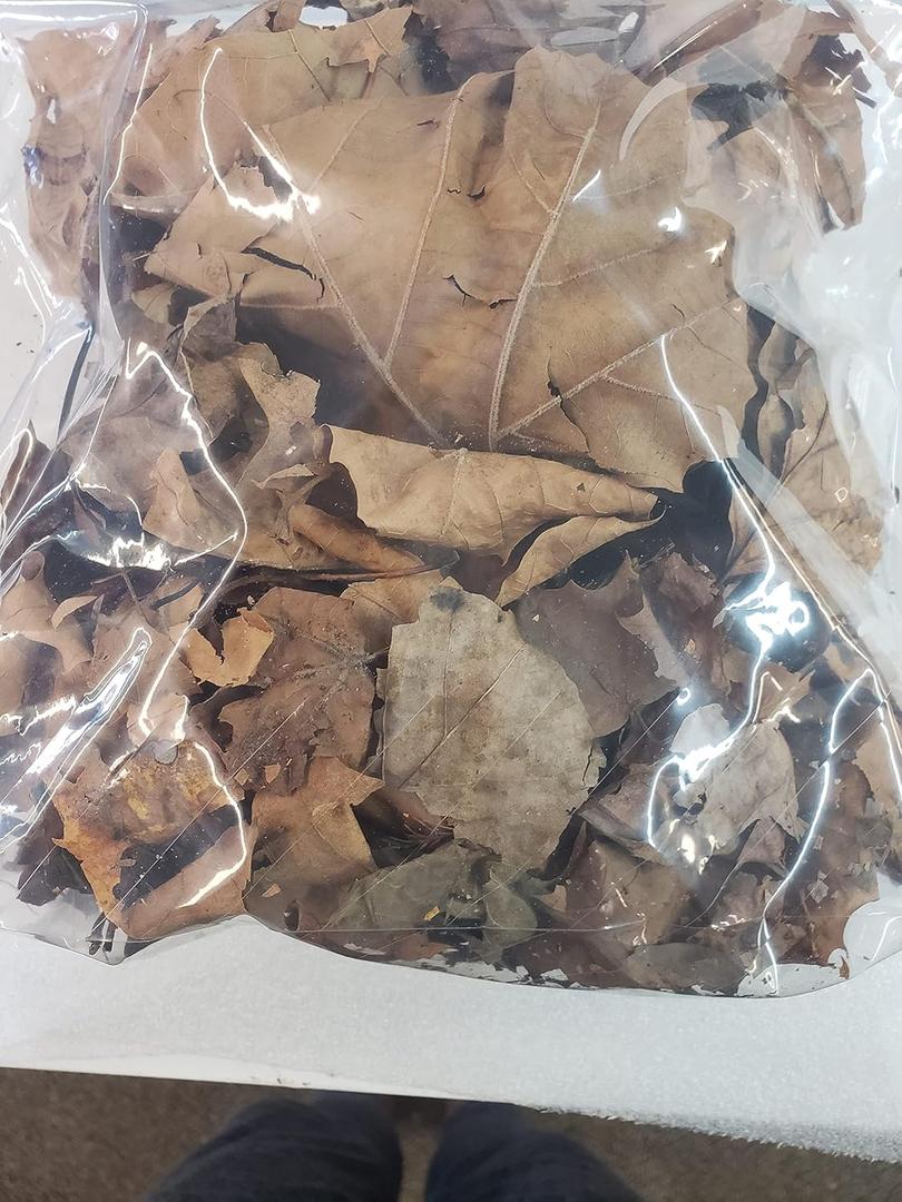 Dried Organic Sycamore Leaves Get (2) 1 Gallon Bags of Sycamore Leaves, Isopods Feeder, Bioactive