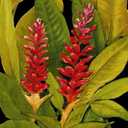 ART.COM Wall Art Print Dramatic Red Ginger by Tim O'toole, 12" x 16"