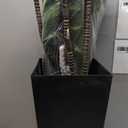 Artificial Dracaena Tree 5FT - Fake Tree with Black Tall Planter - Faux Yucca Tall Fake Floor Plant in Pot - Artificial Plant for Home Office Living Room Decor Indoor