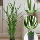 Artificial Plants Indoor 3.6FT Tall Fake Tree Faux Dracaena Plant 1 Pack