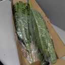 FOREST PRINCE 42" Artificial Boston Fern Large Bush Plants, 2 Bundles of Fake Ferns with 65 Fronds for Outdoors Home Decor