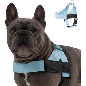 Dog Friendly Co. Dog Harness | Chafe Resistant Webbing, Adjustable Neck & Chest, and Heavy Duty D-Ring | Sturdy, Comfortable, Easy to Use | Sky Blue, Size S