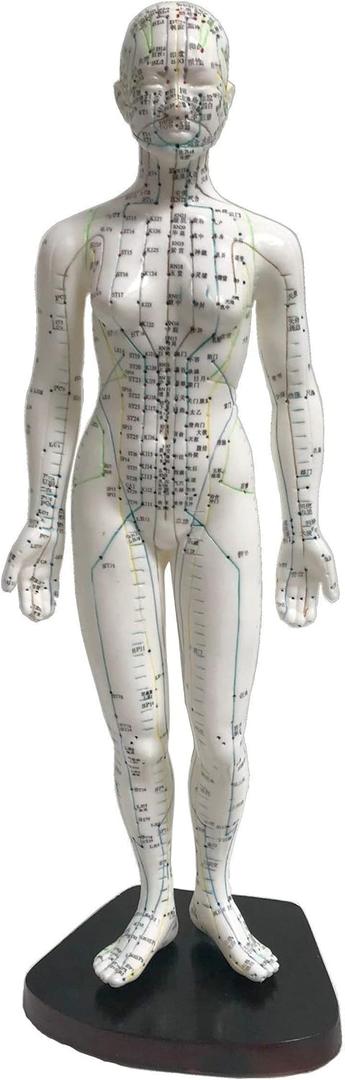 Female Acupuncture Model 19" with Chinese and English Points