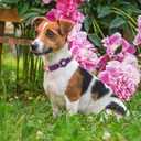 AirTag Dog Collar for Small Medium Large Breed - Adjustable Cute Pattern Dog Collar with Airtag Holder - Soft Leather Tracker GPS Apple Air Tag Pet Collars (Small, 12"-15" Neck Fit, Peonies)