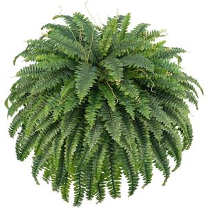 50" Artificial Boston Ferns, Fake Bush Plants, Large Faux Ferns with 96 Fronds for Outdoors Home Decor (50" 1 Pcs)