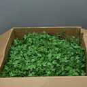 9 Mini Ivy Mat UV Protected 2/Bag