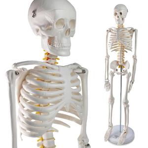 EVOTECH SCIENTIFIC Mini Human Skeleton Model for Anatomy, 33.5'' 1/2 Life Size Human Skeleton Model with Nervous System Removable Arms Legs and Stand for Medical Anatomical Study, Manual Included
