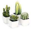 Nattol Artificial Mini Succulent & Cactus Plants in White Cube-Shaped Pots for Home Decor, Set of 4