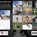 Siberian Husky Calendar 2026 Huskies Monthly Wall Calander 12 Month | American Made In The USA