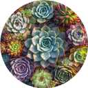 Succulent Puzzles for Adults, PICKFORU Round Flower Succulent Jigsaw Puzzles 1000 Pieces, Unique Circle Plant Adult Puzzles as Wall Decor