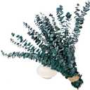 (20Pcs) Dried Eucalyptus Stems - Red, Real Long Eucalyptus, Dried Flowers for Vase, 17" Floral Arrangement, Wedding (Blue)