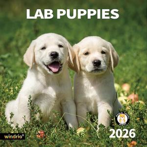 2026 Wall Calendar,Calendar 2026, November 2025 - December 2026, Wall Calendar Lab Puppies, 12" x 24" Opened,Full Page Months Thick & Sturdy Paper for Gift Perfect Calendar Organizing & Planning Pack Of 2