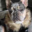 LESYPET Dog Leather Jacket for Small Dogs, Waterproof Dog Winter Jacket Puppy Coat with Fleece Lined, Ultra Warm Fur Collar Doggie Coat, Black XX-Large