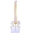 Mini Spine Anatomy Model - 15.5 Miniature Human Spine Model with All Nerves for Medical Learning - for Instruction Teaching, Study and Display
