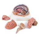 EVOTECH SCIENTIFIC Human Brain Model w/Arteries, 7 Parts Life Size Anatomy Brain Model on a Base Show Horizontal Plain Through Eyeball Level for Science Classroom Study Display, Manual Included