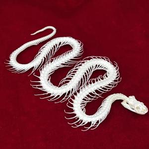 Taxidermy Real Animals Skulls, Real Bones Specimen, Taxidermy Supplies for Science Education, Special Gift (Snake Skeleton)