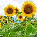 2 x 394+ Giant Mammoth Sunflower Seeds for Planting, Pack for 2027 USA Premium Non-GMO Flower Seeds - Bulk Packet, Heirloom, High Germination, Helianthus annuus (EXP 12/31/27)