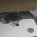 Honeywell Safes & Door Locks - Bolt Down Small Safe Box with Digital Lock for Home - Steel Security Electronic Lock Box - Cabinet & Door Design Safe with 2 Keys - 0.17-Cubic Feet - White - 5005W