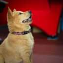 3 x Hyhug Reflective Martingale Dog Collar with Buckle: Escape-Proof, No Slip Heavy Duty Nylon, Colorfast Adjustable Pet Supplies for Small Breeds(Reflective Red, Extra Small)