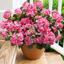 Artificial Geranium Fake Flowers for Outdoors Decoration, 6 Bundles Silk Geraniums Pink Flower UV Resistant Look Real Faux Plants for Front Door Garden Porch Planter Patio Balcony Yard Indoor Home