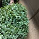 Nearly Natural 5ft. Boxwood Spiral Topiary Artificial Tree (Indoor/Outdoor)