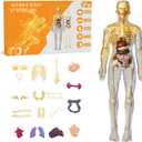 Human Body Model for Kids Anatomy Plastic DIY Skeleton Toy 3D Anatomy Kit Educational Science Kit
