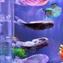 VCEPJH Betta Resting Spot 4 Pcs Shell Bed Toys for Aquarium Betta Hammock with Suction Cups Small Fish Natural Spawning Grounds Breeding Fish Tank Accessories Decorations (2 Pcs Scallops + 2 Pcs Oysters)