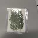 M METERXITY 48-Pack Pressed Dried Flowers Leaves, Real Natural Ferns Dried Leaves Plant