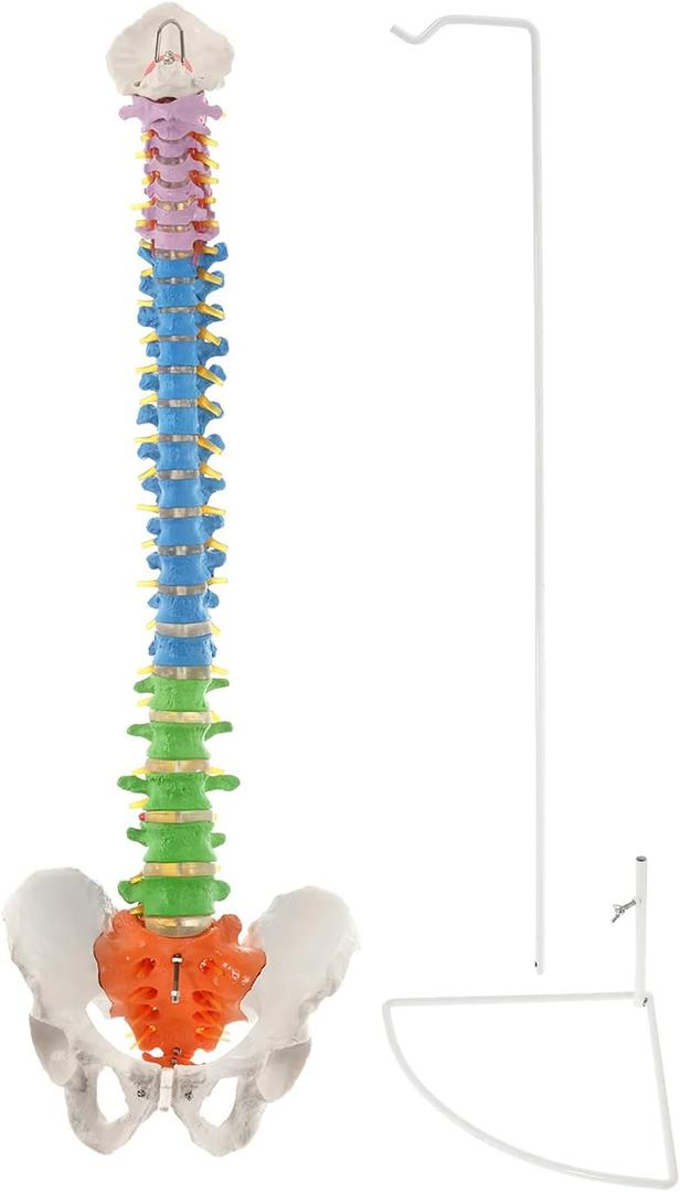 BEAMNOVA Flexible Anatomy Spine Model 85cm/33.46in Bendable with Holder Stand Colored Vertebrae Lumbar Spine Model with Nerves for Chiropractors Life Size Multicolored