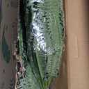 Nearly Natural 48IN Set of 2 Artificial Boston Ferns & 4ft Dracaena Plant with Real Touch Leaves for Home Dcor