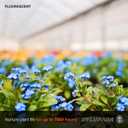 SYLVANIA T8 Gro-Lux Fluorescent Tube 18" Light Bulb, 15W, G12 Bi-Pin Base, 325 Lumens, Non-Dimmable, 5500K  1 Pack (21657), White