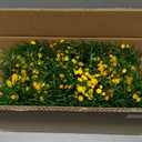 Artificial Baby Breath Fake Plants Indoor for Farmhouse Home Decor, Fake Potted Plants in Plastic Rectangular Pots for Table Centerpiece for Bathroom Office Living Room Shelf Laundry Decor, Yellow