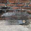 Gingbau Squirrel Trap Foldable Heavy Duty Humane Live Animal Cage Trap (Not for Mouse)