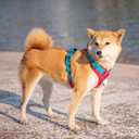 PHOEPET No Pull Dog Harness, Unique Colors Reflective Adjustable Dog Vest, with Soft Training Handle Metal Clips for Dogs (Red Base & Teal Straps,M)