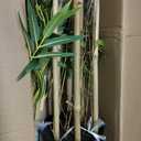 Artificial Bamboo Tree, Fake Bamboo Plant 7FT Tall with 6 Natural Real Bamboo Trunks, Artificial Tree Indoor Decor Faux Silk Tree for Home Office Living Room Modern Decor