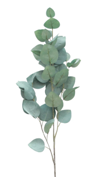 Silver Dollar Eucalyptus Single Leaf