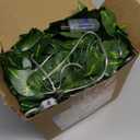 DomeStar Vines with Light for Bedroom, 300 LED Fairy Lights with Vines, Curtain String Lights with Remote for Dorm, Wedding, Party, Wall, Indoor, Outdoor Christmas Home Decor